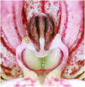 https://www.waibe.fr/sites/photoeg/medias/images/ORCHIDEES/bonhomme_orchidee_03.jpg
